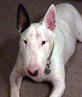my dog killer