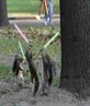JEDI SQUIRRELS