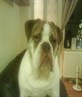 my beautiful victorian bulldog george