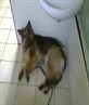 kiara dog
