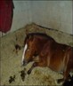 lazy boy