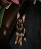 my puppie