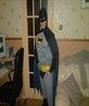 Batmaaan!