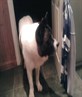 my dog zack