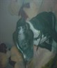 pepsi ma wee pup