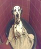 Pongo.... cute