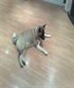 my pooch