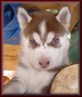 Huskey best lookin dog EVER cant wait 2 get 1