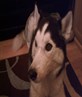 my dog storm