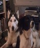 my 2 dogs hollie n storm