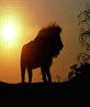 King Of The Jungle