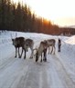 route 97, northern sweden, dec 2007