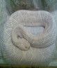 rattel snake