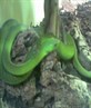 green mamba