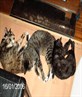my cats.. mog, tigger and storm