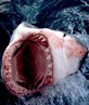 Shark...Holly Shit