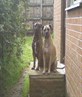 my babies