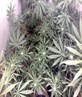 some weed i grew awhile ago