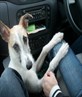 My lurcher, Mango!