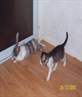 kitty n emma