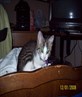 kitty