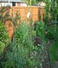 My Garden again