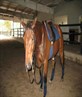 this my horse dove, hes my baby