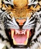 RAWW