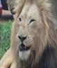 lion in africa