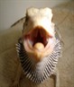 my beardy