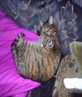 catz