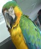 Purrfect parrot
