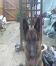 this is my lovely dog