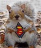 Super Squril