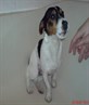 my little mate tommy