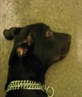 ben,greyhound/pittbull.7 months.soft as farts