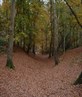 Autumny old mousehold - Pretty or what!
