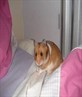 my gawjus hamster nibbles