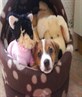 My puppy Bailey