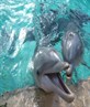 cute dolphins at seaworld florida