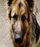 family guard dog