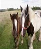 the pony's