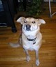 my puppy