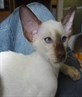 My Baby Cat PRINCESS her name