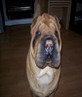 my dog