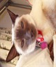My Siamease cat SALLY