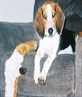my beagle