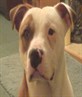 buster
