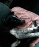 Sparky being lazy lol