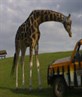 Random but nice giraffe
